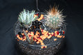 SOLD OUT Demigorgon Terrarium