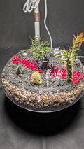 SOLD OUT River Styx Terrarium