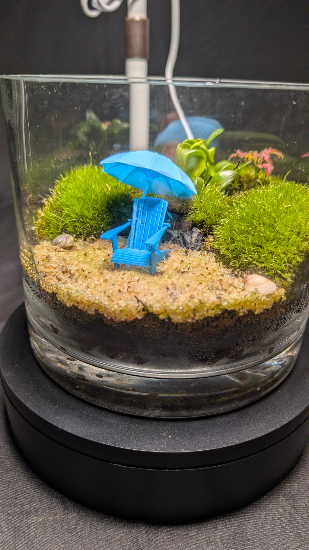 SOLD OUT 6-inch "Vacation" Tropical Terrarium