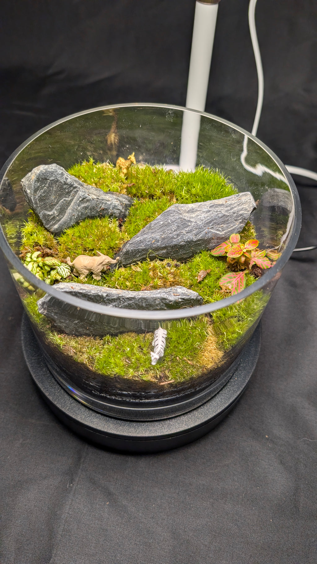 SOLD OUT 6-inch "African Safari" Tropical Terrarium