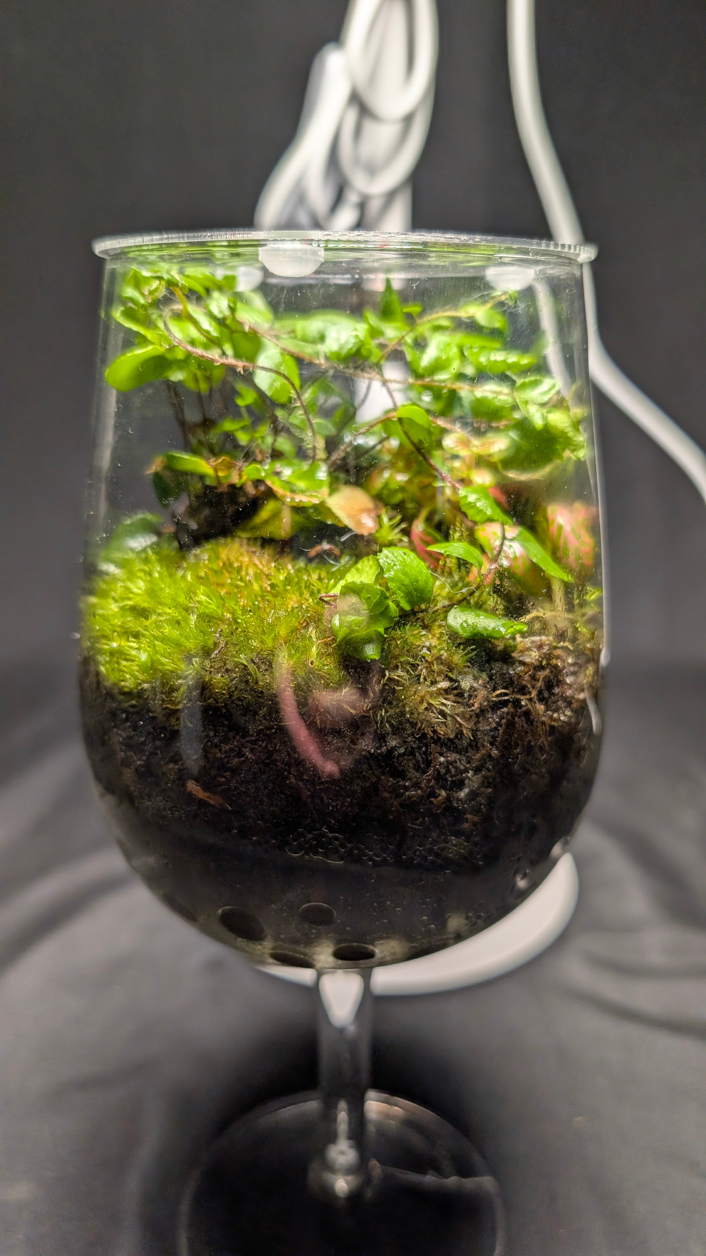 Wine Glass and Button Fern