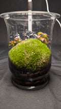 Moss and Fittonia