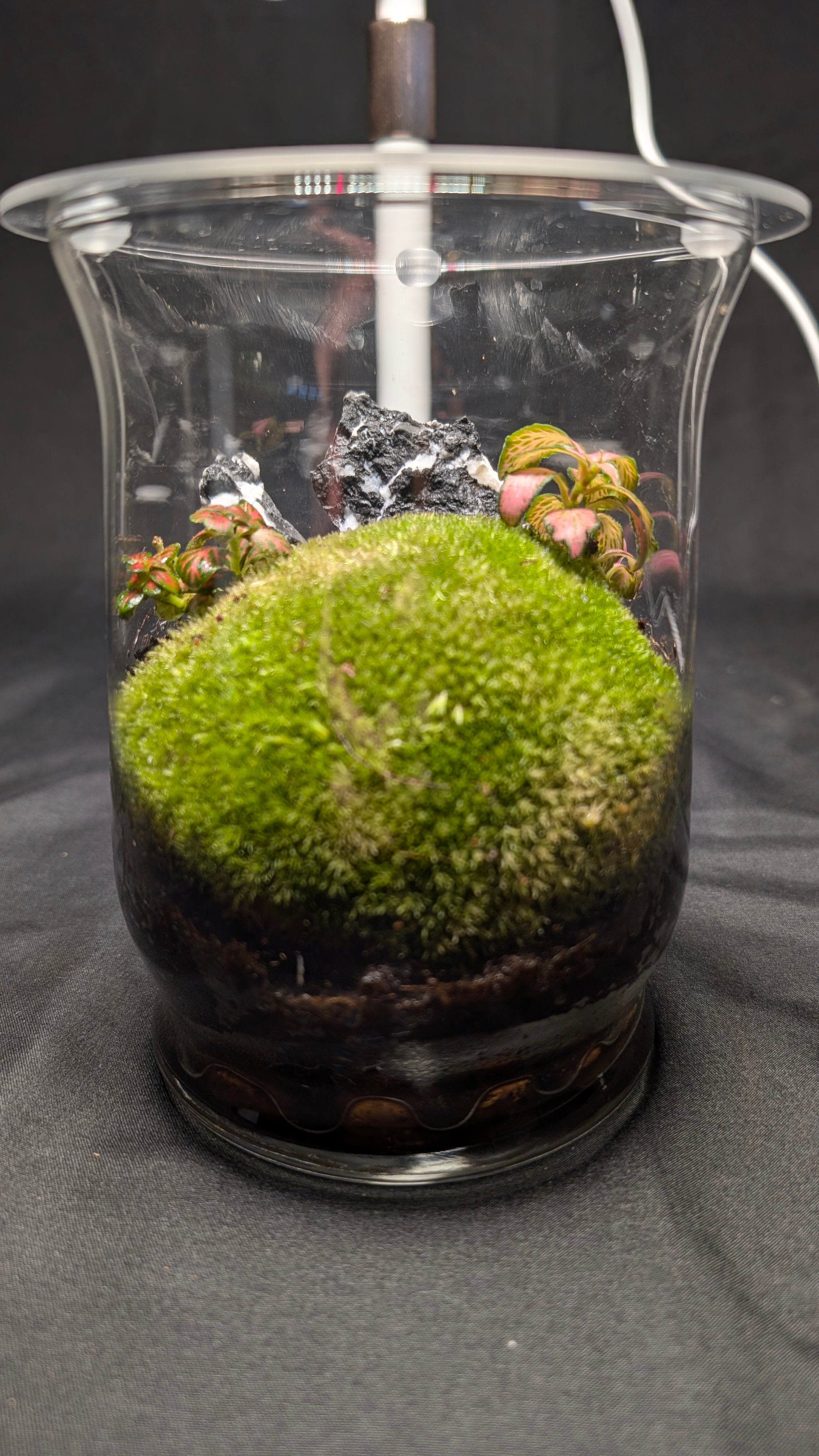 Moss and Fittonia