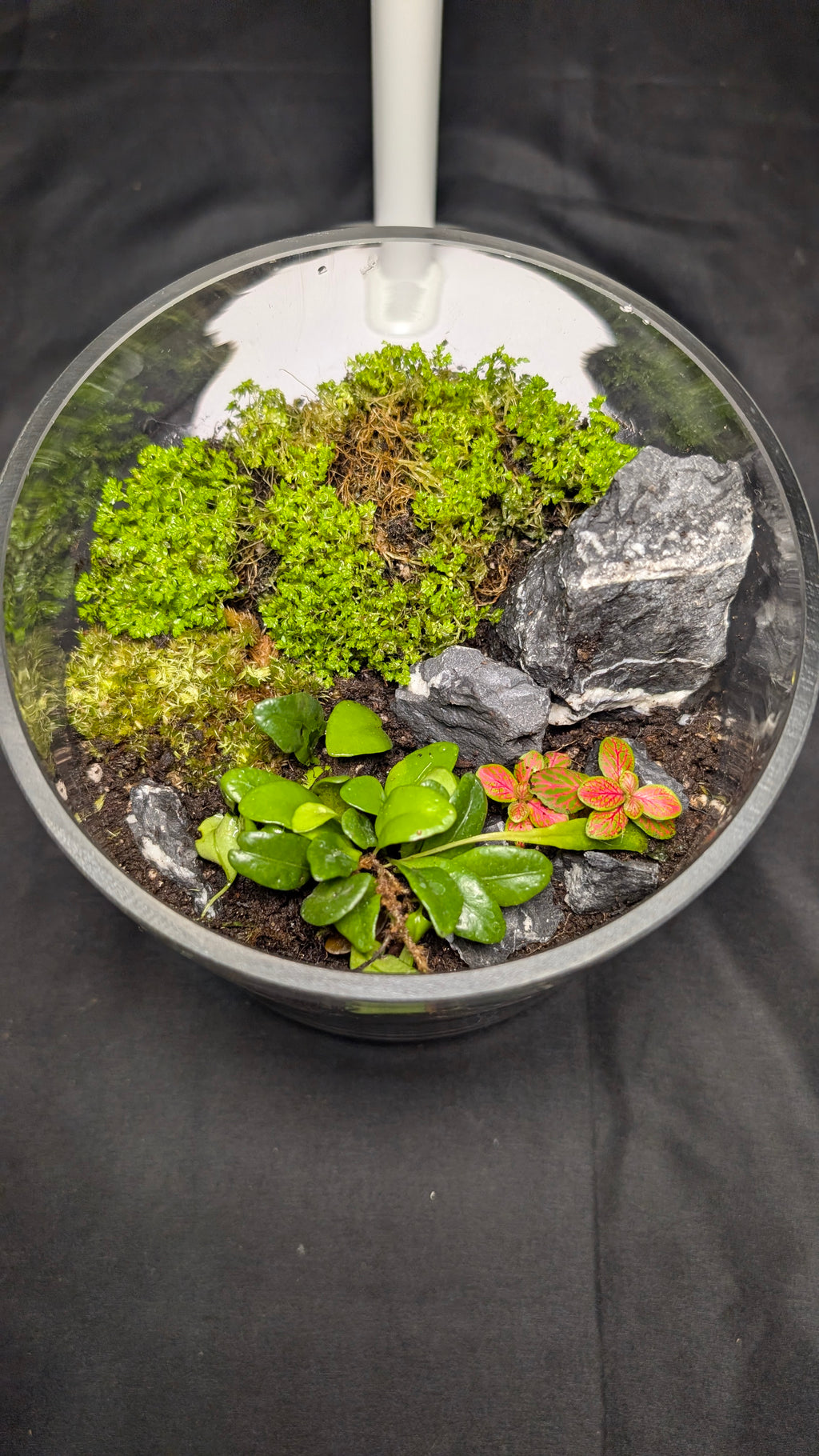 Selaginella and Fern