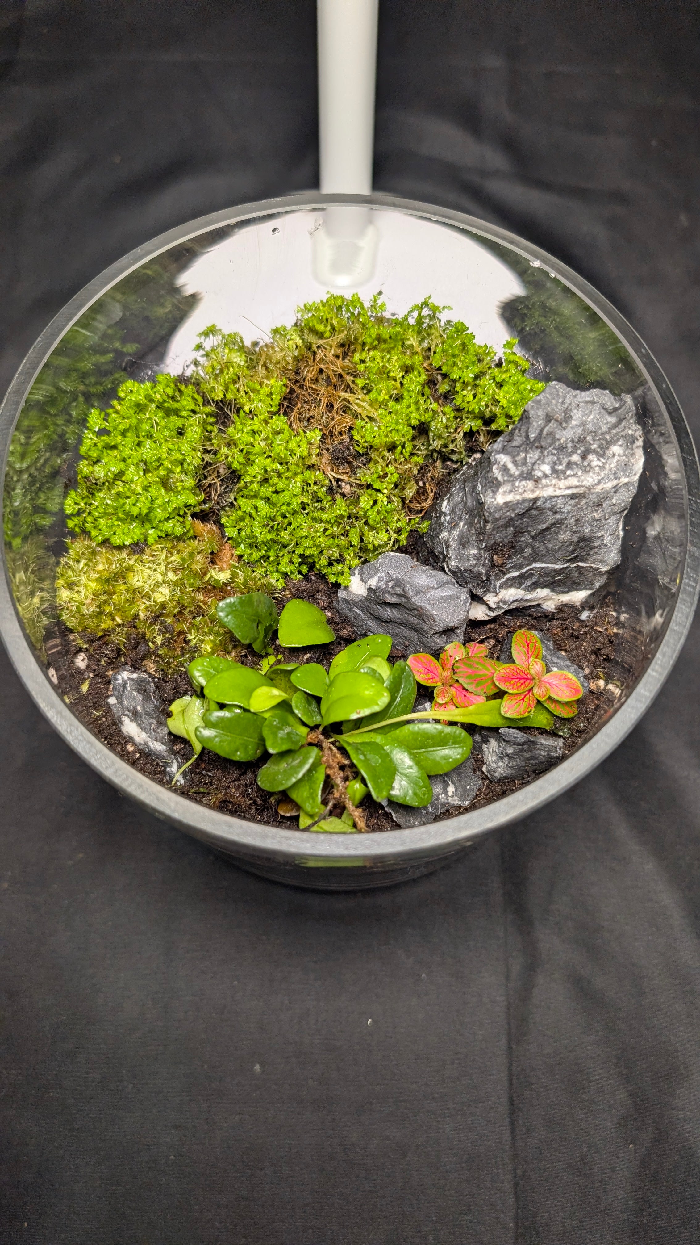 Selaginella and Fern