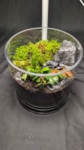 Selaginella and Fern