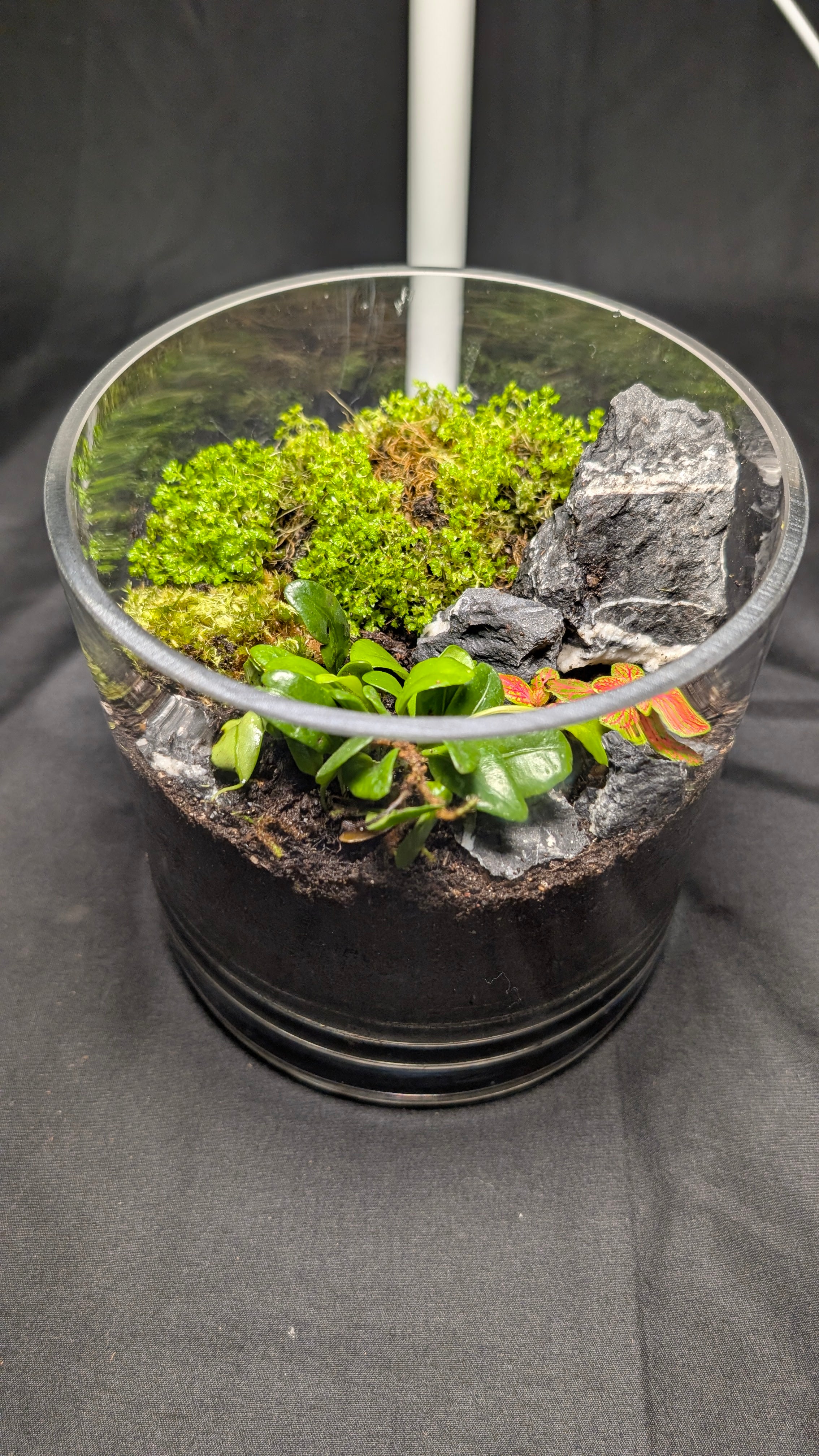Selaginella and Fern