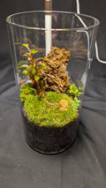 Enclosed Moss and colorful plant