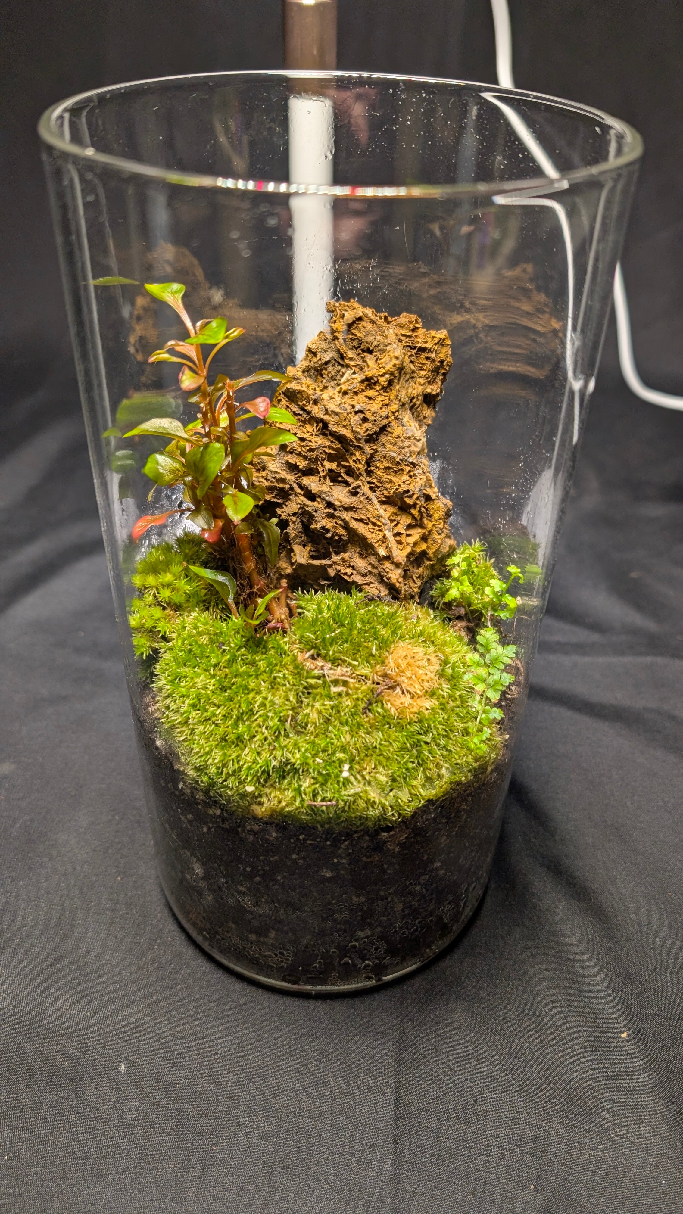 Enclosed Moss and colorful plant