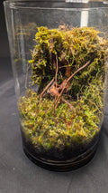 Mossarium