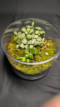 Moss, fern and fittonia