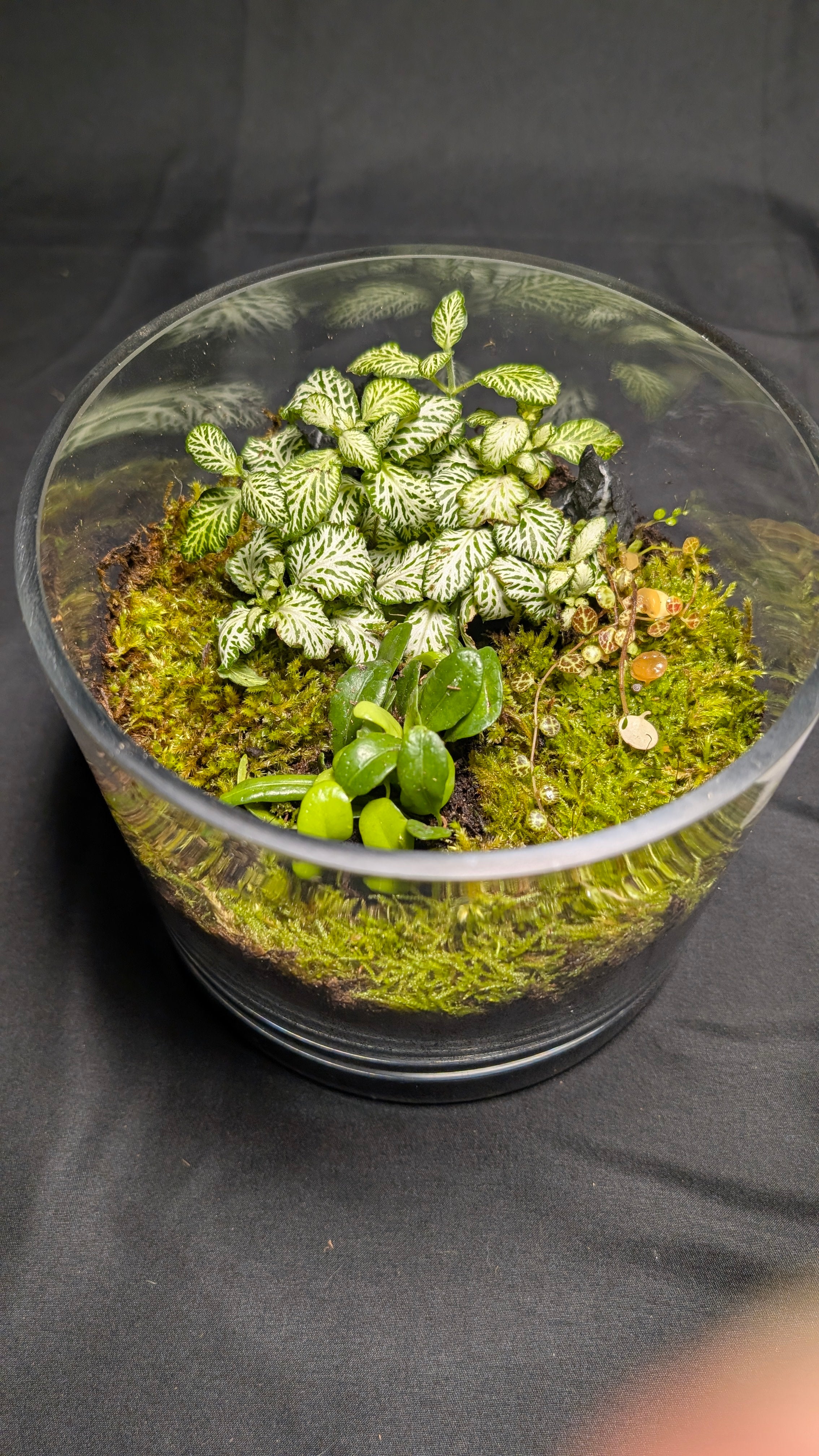 Moss, fern and fittonia