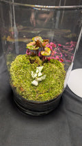 Tall Moss and Nepthytis