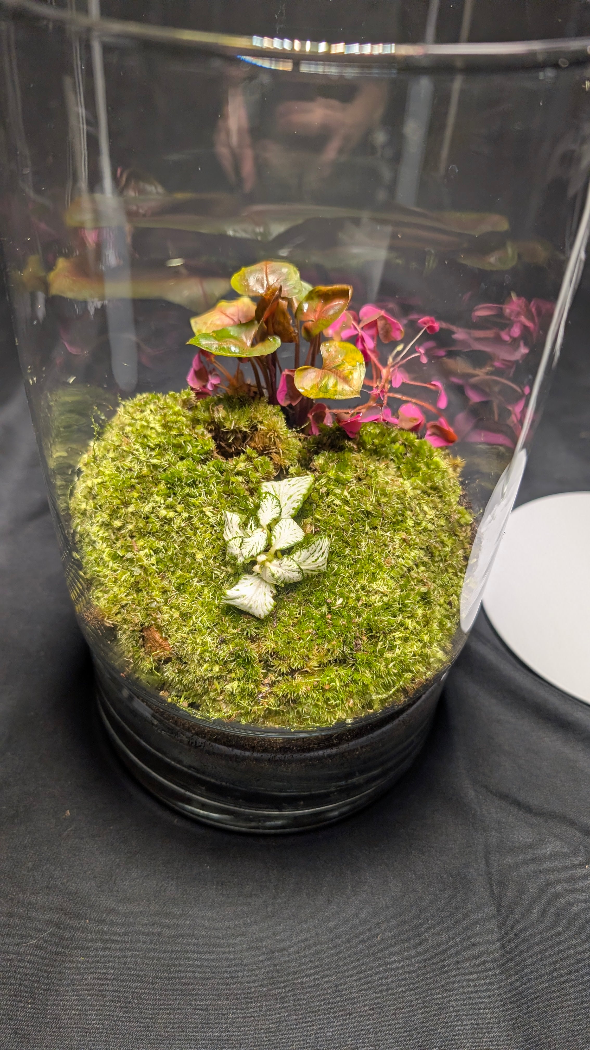 Tall Moss and Nepthytis