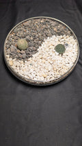 Yin Yang