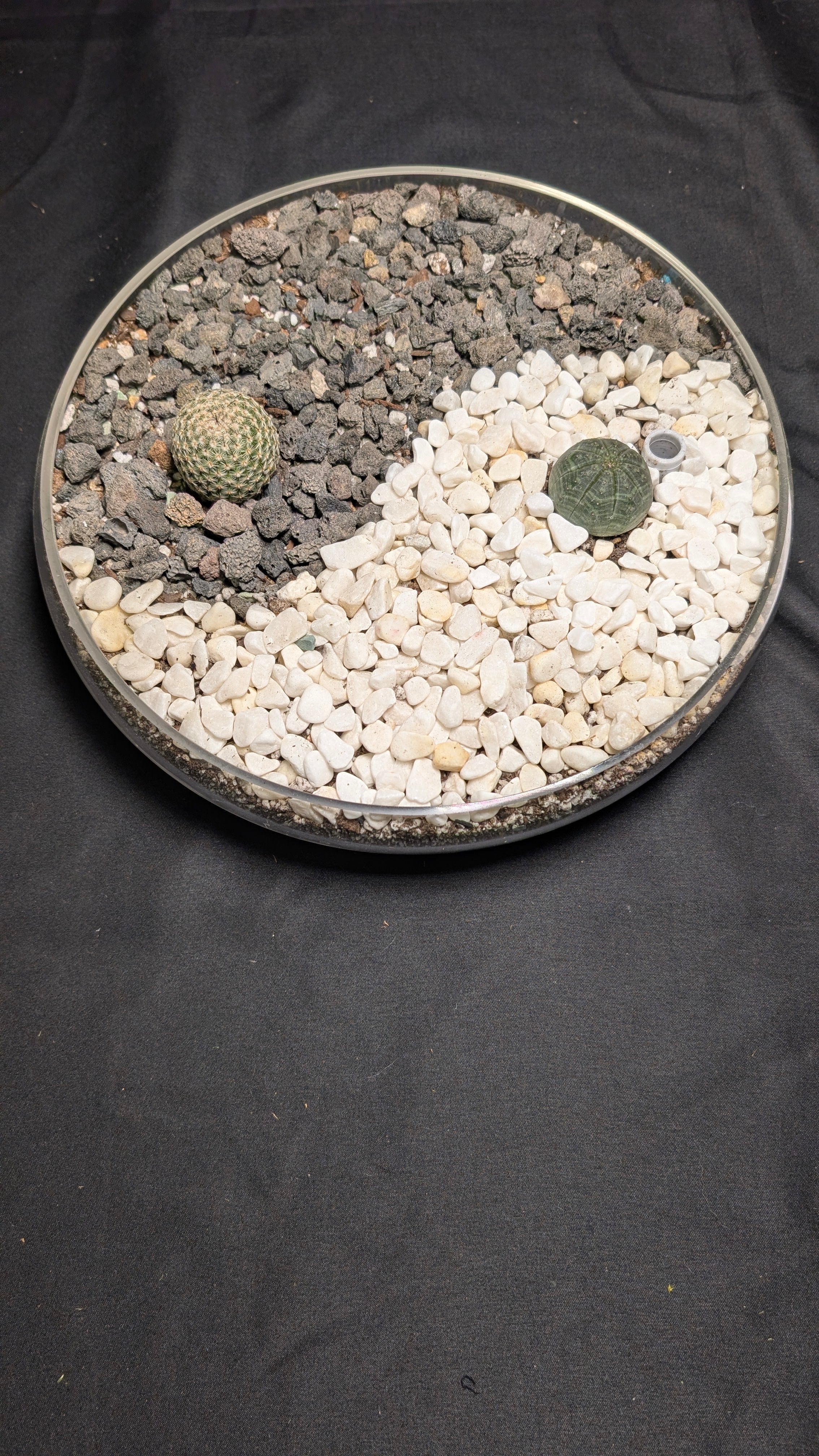 Yin Yang