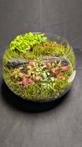 Fittonia, Moss and Wort