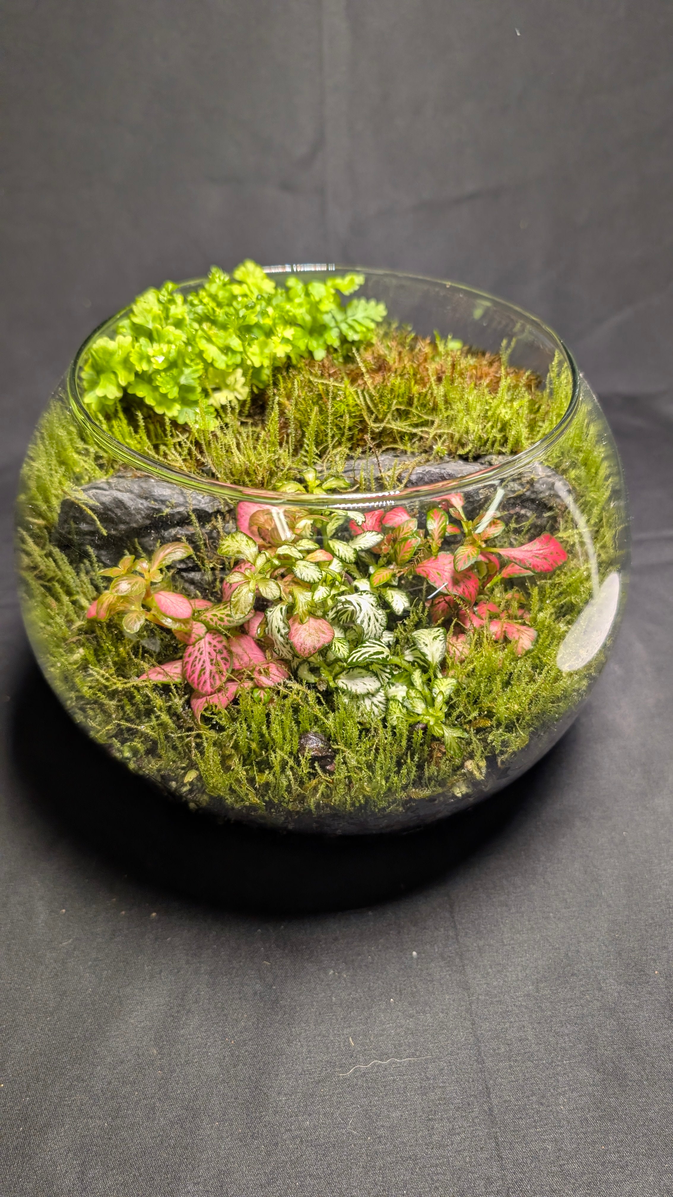 Fittonia, Moss and Wort