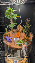 Desert Rose Firepit 2
