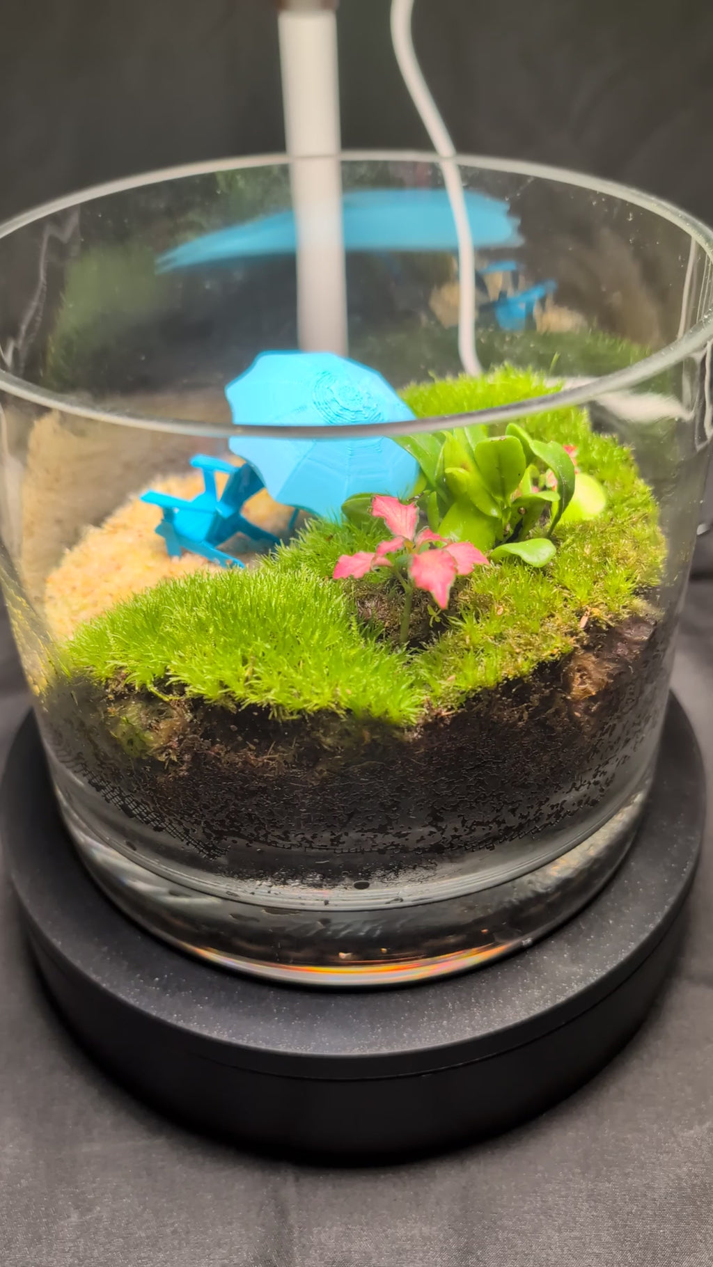 SOLD OUT 6-inch "Vacation" Tropical Terrarium