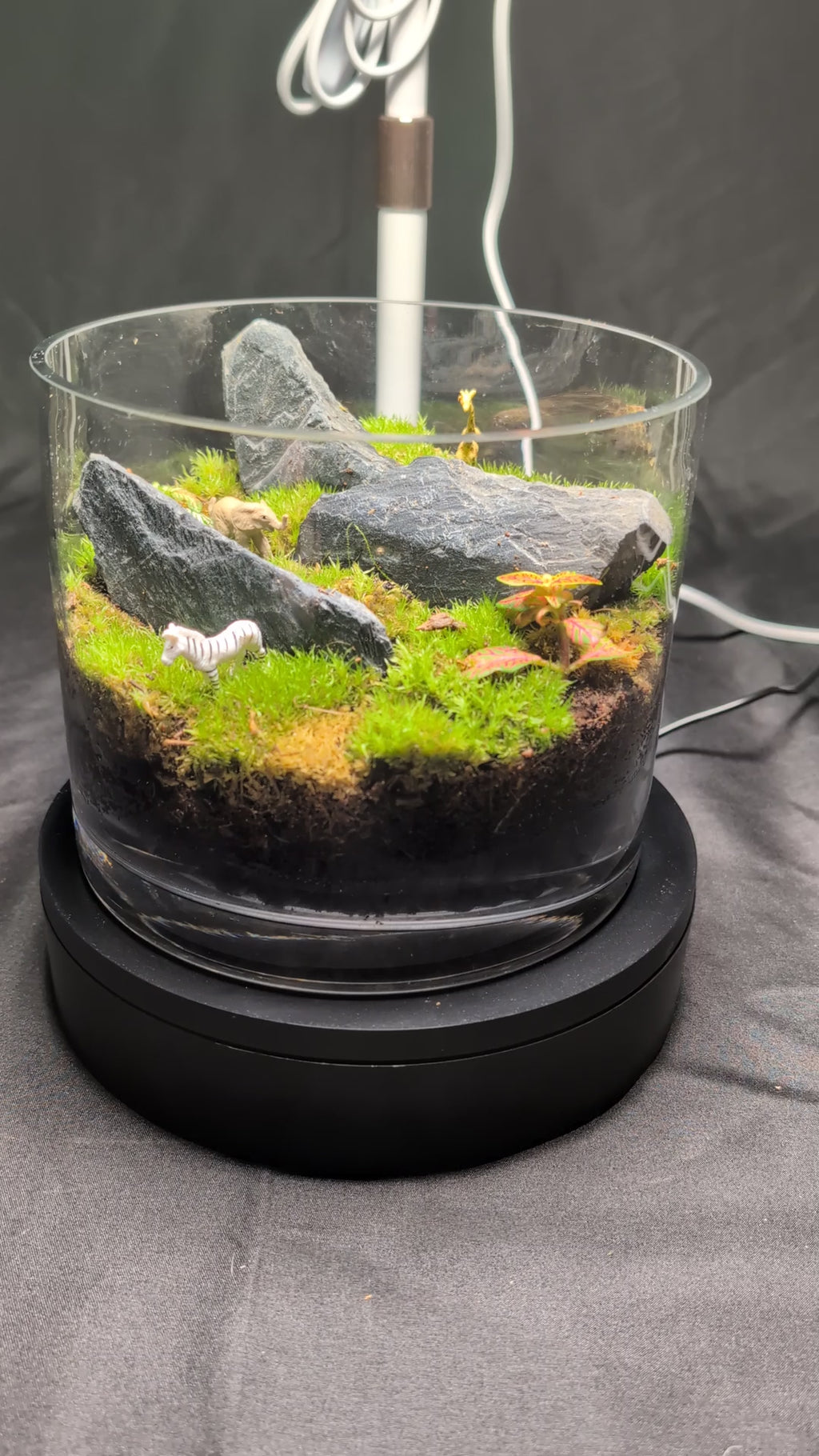 SOLD OUT 6-inch "African Safari" Tropical Terrarium