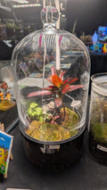 Cloche and Croton