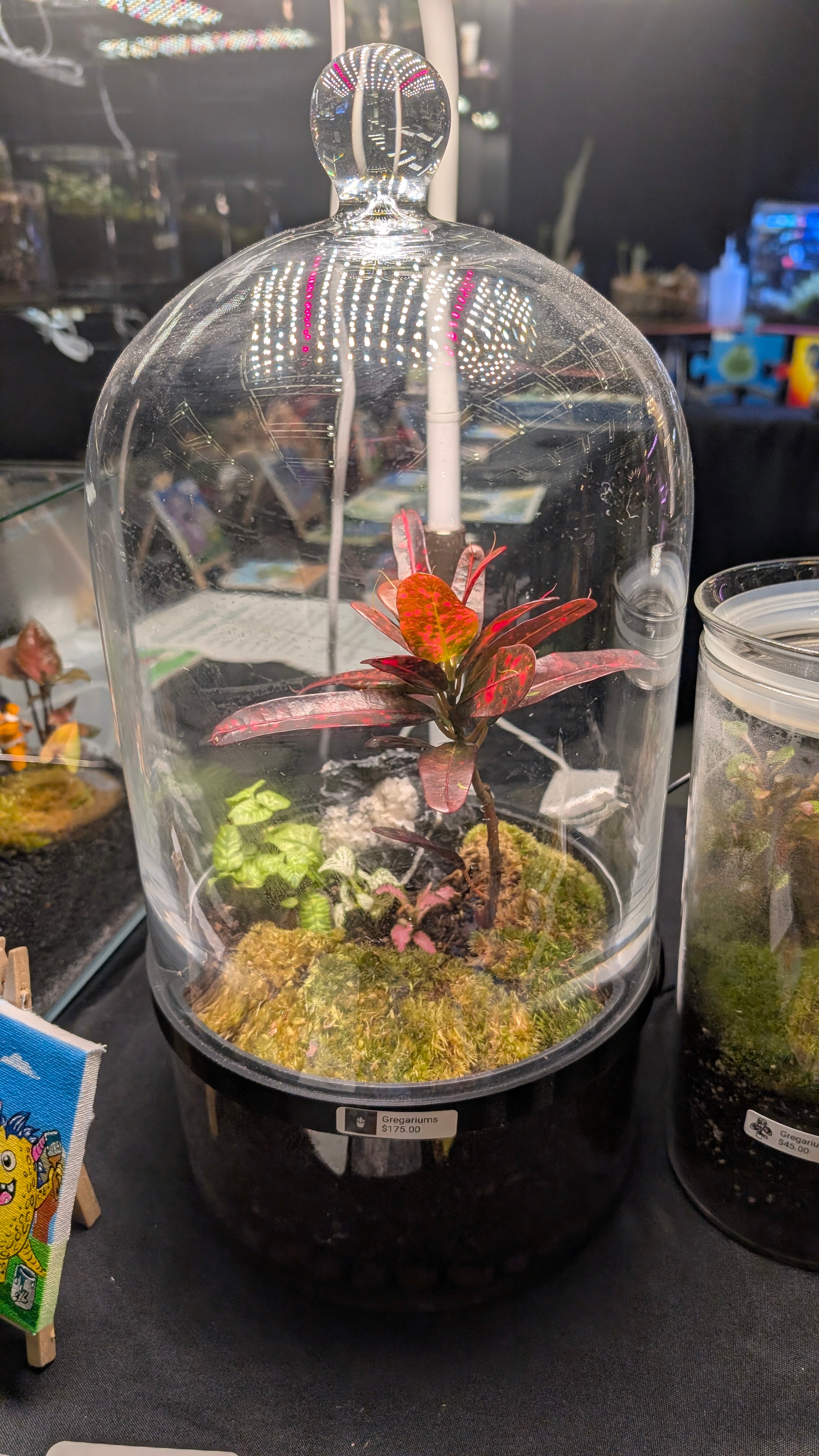 Cloche and Croton
